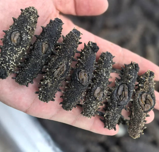 Pure Unsalted Dried Sea Cucumber--original length 15cm+-