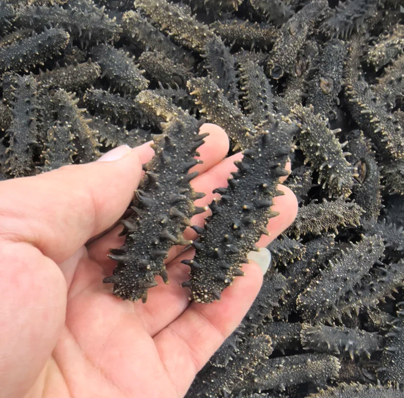 Pure Unsalted Dried Sea Cucumber--original length 15cm+-