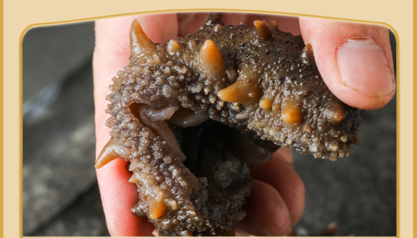 Raw farmed sea cucumbers — length 12–15 cm