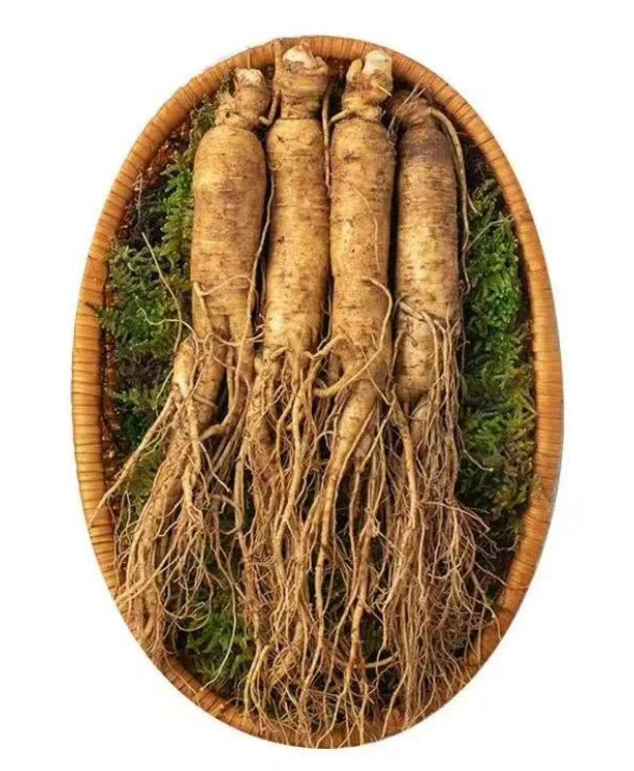 Fresh Northeast Changbai Mountain ginseng