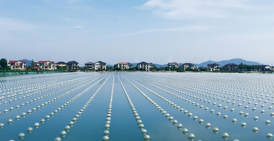 Chinese Zhuji Freshwater Pearls