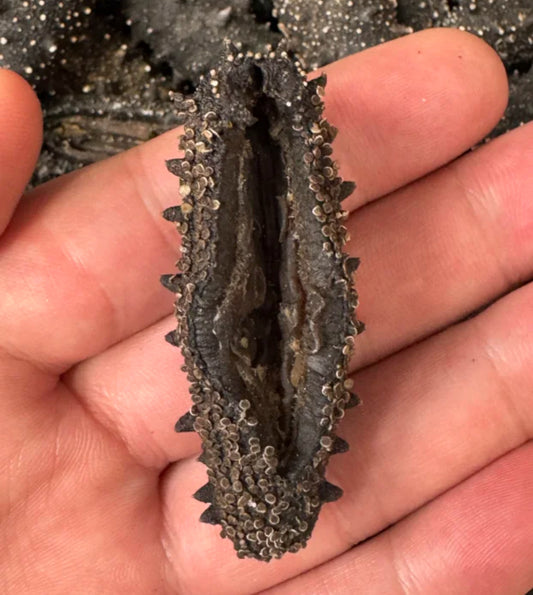 Pure Unsalted Dried Sea Cucumber--original length 15cm+-