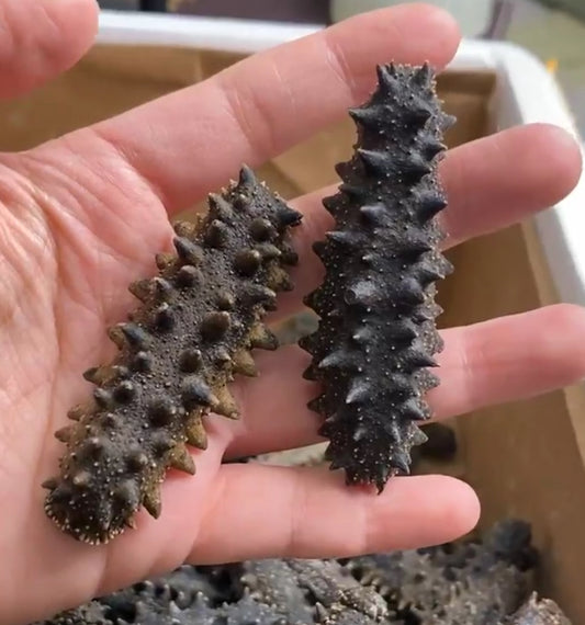 less salted Farmed Sea Cucumbers — Original Length 12 cm