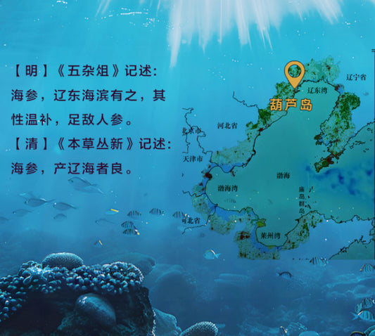 Raw farmed sea cucumbers — length 12–15 cm