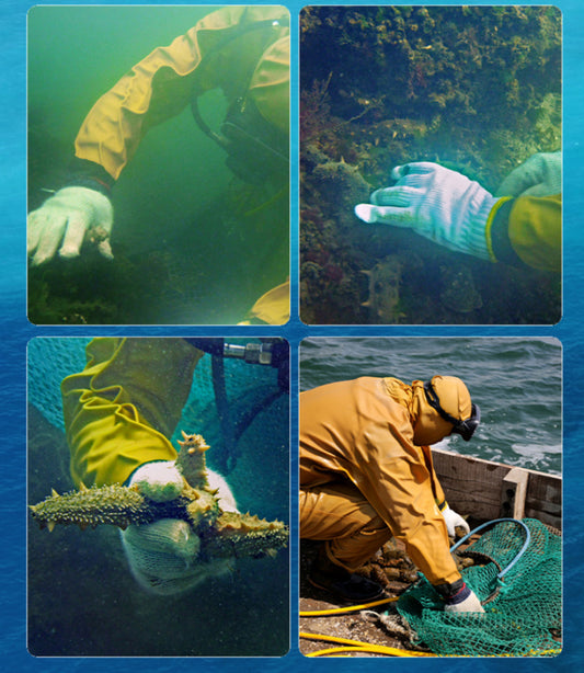 Raw farmed sea cucumbers — length 12–15 cm