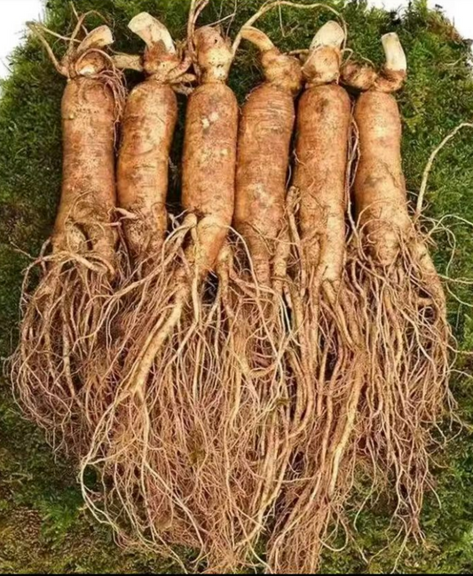 Fresh Northeast Changbai Mountain ginseng