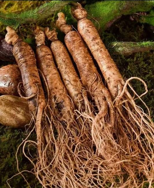 Fresh Northeast Changbai Mountain ginseng