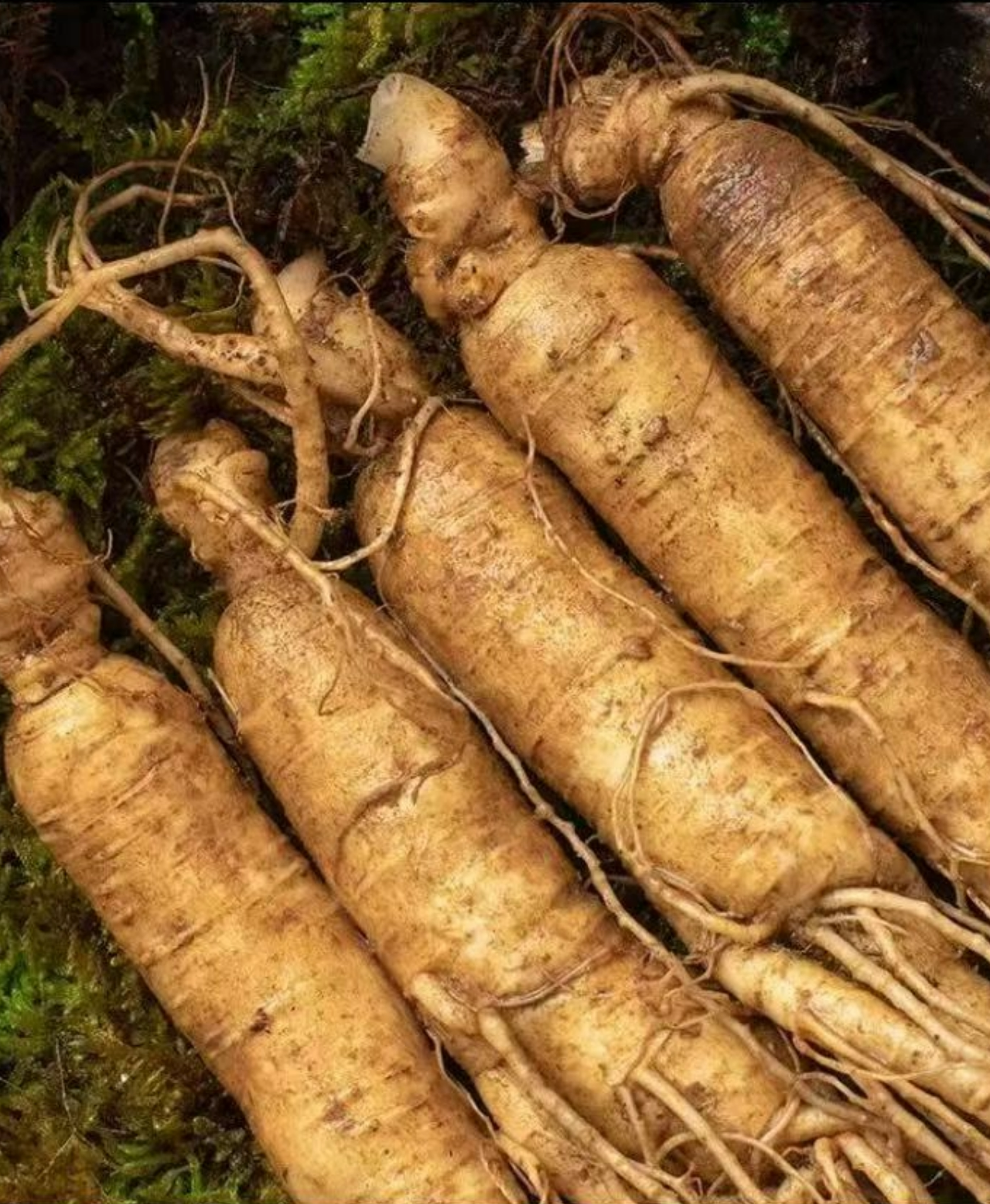 Fresh Northeast Changbai Mountain ginseng