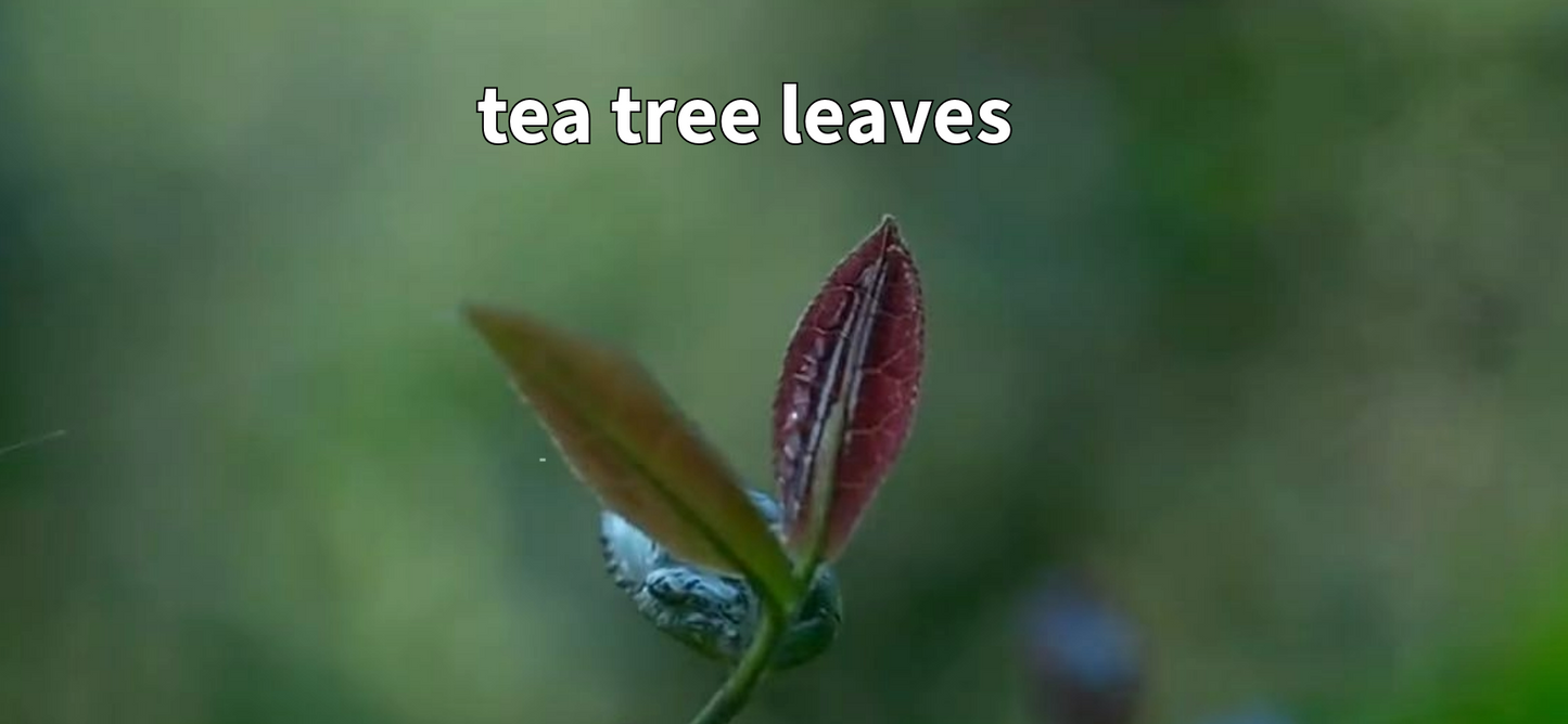 Traditional Rose Red Tea