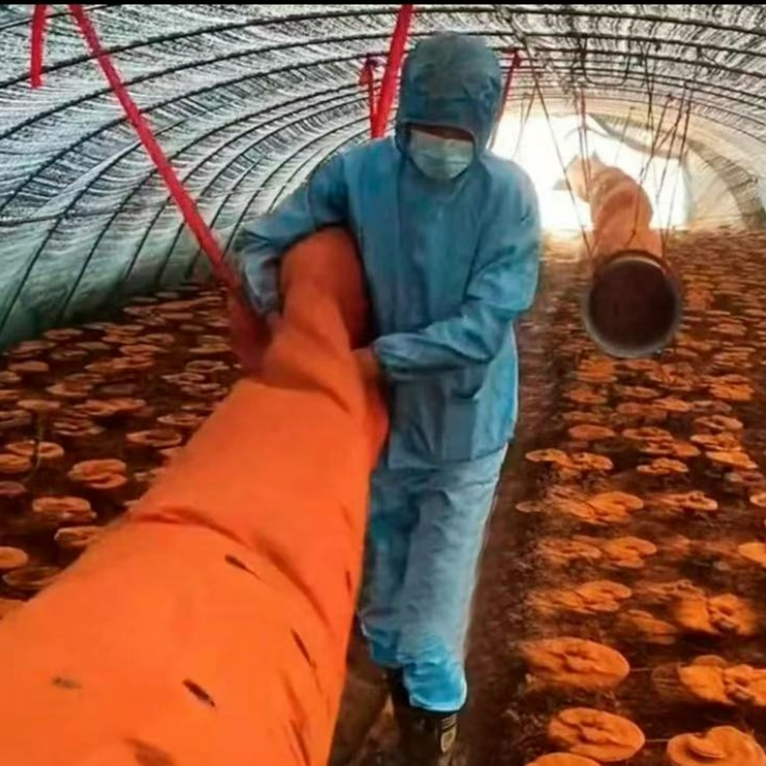 Changbai Mountain Ganoderma Lucidum Spore Powder (100g)